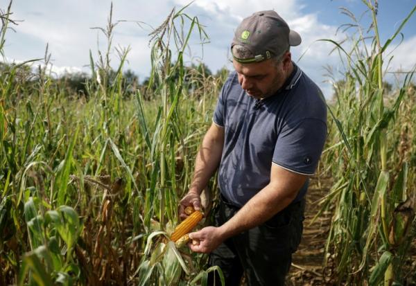 Sébastien Maylin, cultivateur de maïs, à Bazordan, dans les Hautes-Pyrénnées, le 24 août 2026. 