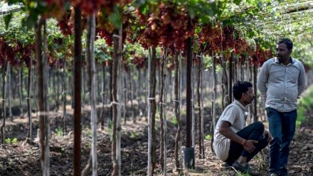Des agriculteurs assis dans un vignoble près de Nashik, dans l'Etat du Maharashtra, le 20 janvier 2026 en Inde