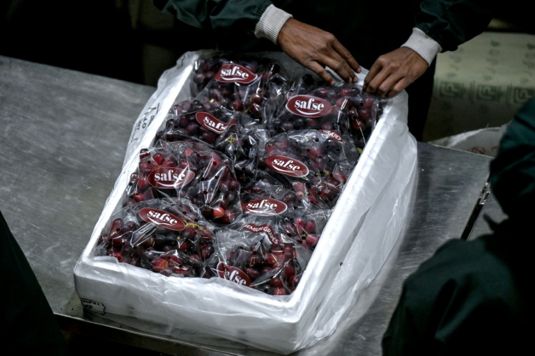 Un employé range des paquets de raisins dans une boîte à la coopérative agricole Sahyadri Farms, lel 19 janvier 2026 à Nashik, dans l'Etat du Maharashtra, en Inde