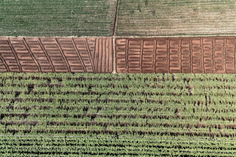 Vue aérienne d'un vignoble à Nashik,  le 20 janvier 2026 dans l'Etat du Maharashtra, en Inde