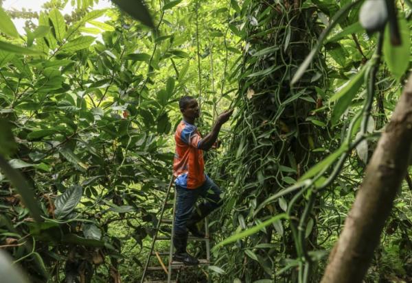 Ifrasio de Barros Rompao, producteur de cacao et de vanille inspecte des gousses de vanille dans un champ à Abade, à Sao Tomé, capitale de Sao Tomé-et-Principe, le 7 août 2026