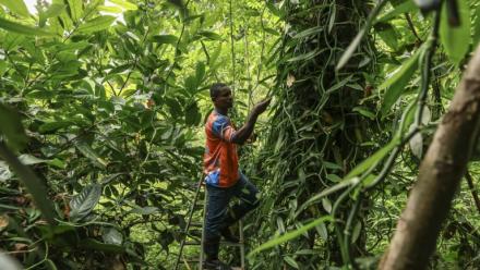 Ifrasio de Barros Rompao, producteur de cacao et de vanille inspecte des gousses de vanille dans un champ à Abade, à Sao Tomé, capitale de Sao Tomé-et-Principe, le 7 août 2026
