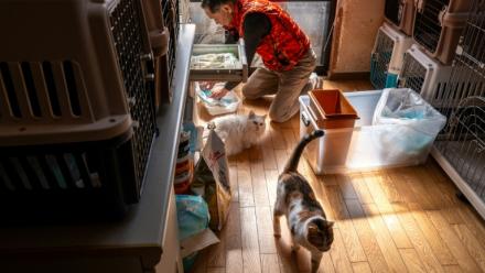 Toru Akama, ancien employé de centrale nucléaire, nourrit des chats dans son refuge pour animaux à Namie, dans la préfecture de Fukushima, le 5 mars 2026 au Japon