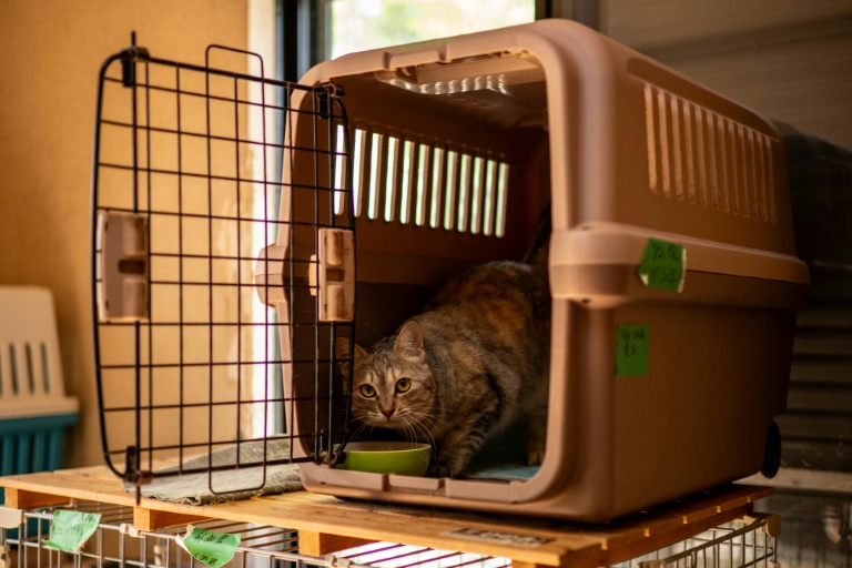 Un chat mange dans une cage de transport au refuge pour animaux géré par Toru Akama, ancien employé de la centrale nucléaire de Namie, dans la préfecture de Fukushima, le 5 mars 2026 au Japon