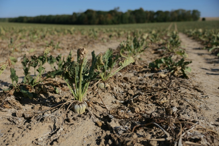 Un champ desséché de betteraves sucrières, à Maison-Rouge, en Seine-et-Marne, le 22 septembre 2026
