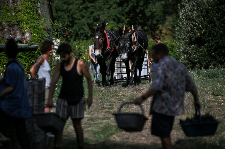 Vendanges au Château Coutet à Saint-Emilion, en Gironde, le 7 septembre 2026