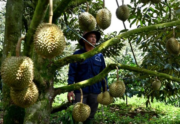 Un homme se tient près d'un arbre produisant des durians, le 15 août 2026 dans la province vietnamienne de Dak Lak 