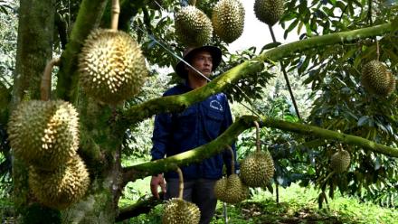 Un homme se tient près d'un arbre produisant des durians, le 15 août 2026 dans la province vietnamienne de Dak Lak 