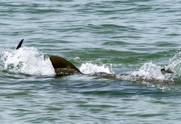 Des ailerons de requins dans les eaux de la Méditerranée au large de la plage de Hadera, dans le centre d'Israël, le 22 avril 2025