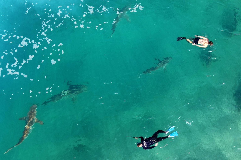 Des plongeurs nagent à côté de requins gris dans les eaux de la Méditerranée près de la ville côtière de Hadera, le 30 décembre 2022 dans le centre d'Israël