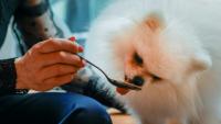 Loulou, un poméranien, mange une pâtisserie pour chien au café "Casa del Doggo", le 7 mai 2026 à Paris