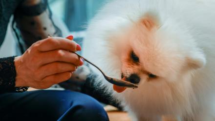 Loulou, un poméranien, mange une pâtisserie pour chien au café "Casa del Doggo", le 7 mai 2026 à Paris
