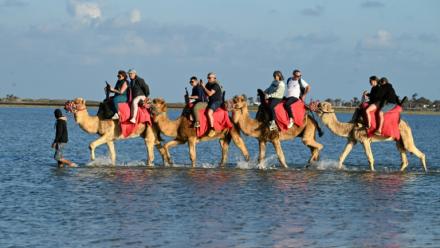 Des touristes français à dos de chameaux lors d'un séjour à Djerba, en Tunisie, le 2 mai 2026

