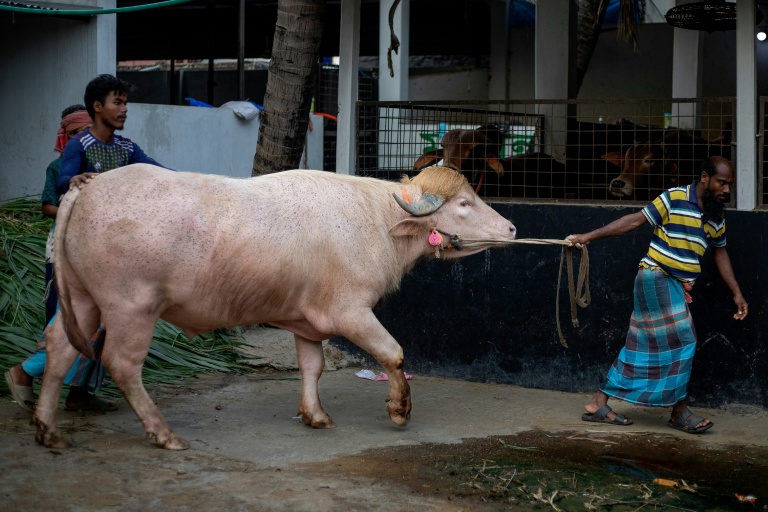 Le buffle albinos surnommé 