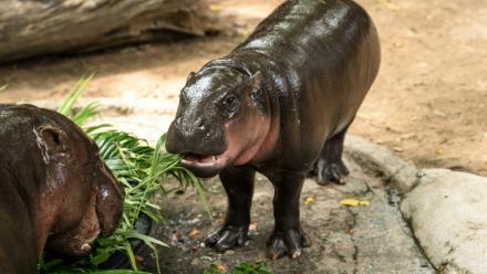 Moo Deng (d), une petite femelle hippopotame pygmée, star d'internet, avec sa mère (g) au zoo de Khao Kheow, dans la province de Chonburi, le 10 juillet 2025 en Thaïlande