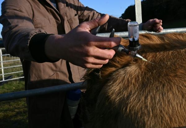 Un vétérinaire vaccine un bovin contre la dermatose nodulaire contagieuse (DNC) le 17 décembre 2025, à Pomy, dans l'Aude