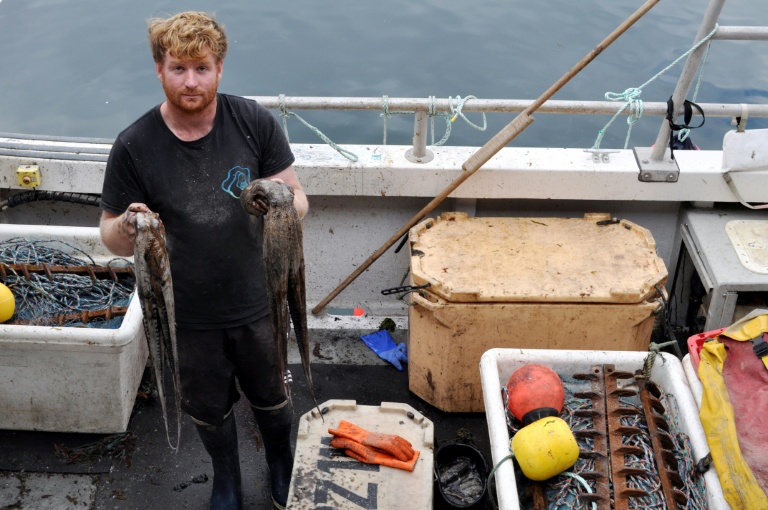 Le pêcheur Chris Kelly montre des poulpe à bord de son bateau, dans le port de Plymouth, dans le sud-ouest de l'Angleterre, le 21 août 2025