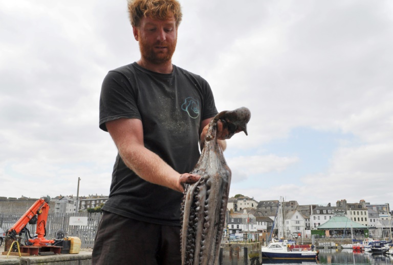 Le pêcheur Chris Kelly montre un poulpe sur un quai du port de Plymouth, dans le sud-ouest de l'Angleterre, le 21 août 2025