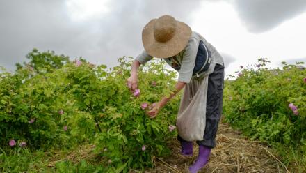 Cueillette de roses Centifolia pour la parfumerie Christian Dior, au Domaine de Manon à Grasse, le 14 mai 2020