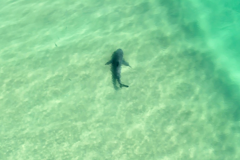 Image tirée d'une vidéo prise le 14 novembre 2020 et fournie par le Service australien des véhicules aériens sans pilote (AUAVS) le 13 octobre 2025, montrant un requin nageant le long d'une plage près de Lennox Head, dans le nord de la Nouvelle-Galles du Sud, en Australie