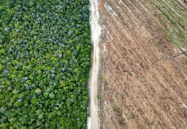 Vue aérienne de la forêt tropicale (g) et d'un terrain rasé pour des plantations (d) à Lahei Mangkutup, dans la régence de Kapuas du Kalimantan central, le 11 février 2026 en Indonésie