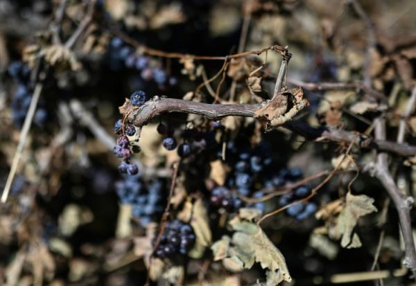 Une vigne arrachée dans un domaine à Villeneuve-les-Beziers, dans le sud de la France, le 13 septembre 2026