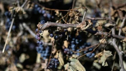 Une vigne arrachée dans un domaine à Villeneuve-les-Beziers, dans le sud de la France, le 13 septembre 2026