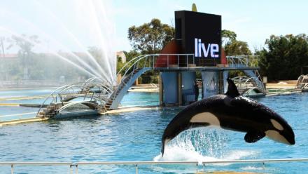Une orque dans un des bassins du Marineland d'Antibes dans les Alpes-Maritimes, le 30 mai 2013