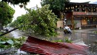 Un arbre abattu par le passage du typhon Kajiki  à Vinh, dans la province de Nghe An, le 26 août 2025 au Vietnam