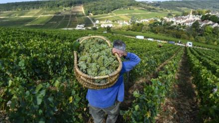 "L'exceptionnel est devenu la norme": une étude basée sur sept siècles de vendanges en Bourgogne prouve que le dérèglement climatique a entraîné une "explosion" des années "extrêmes", de plus en plus précoces