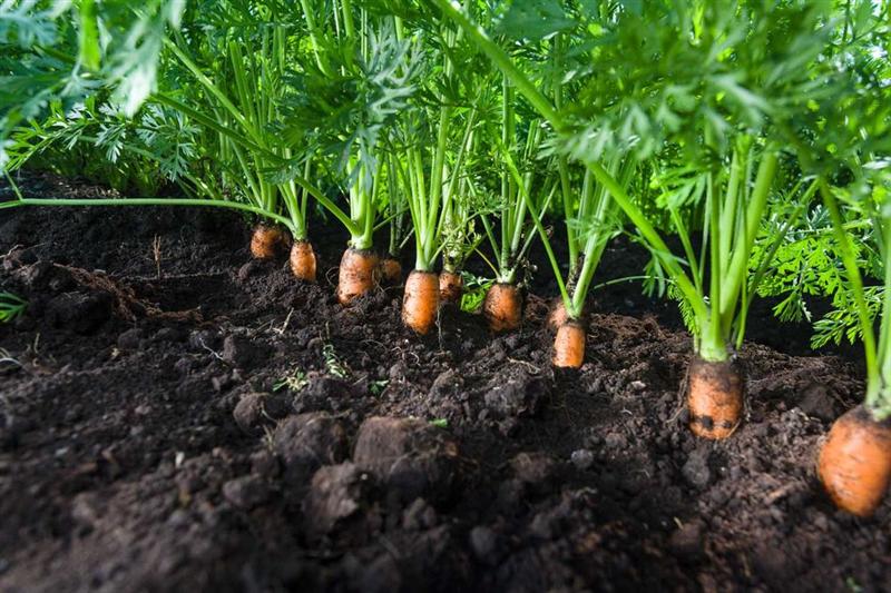 Bonduelle clôture un 4ème trimestre en croissance et confirme son objectif annuel de rentabilité