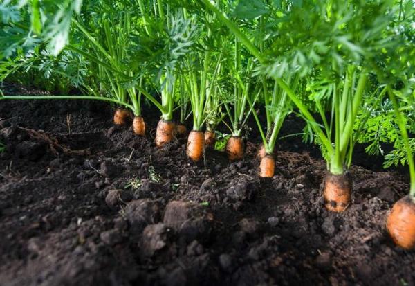 Bonduelle clôture un 4ème trimestre en croissance et confirme son objectif annuel de rentabilité