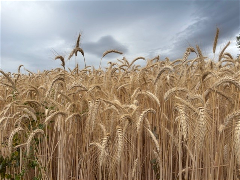 Crédit Agricole d'Ille-et-Vilaine : la solidité de la Caisse régionale se renforce