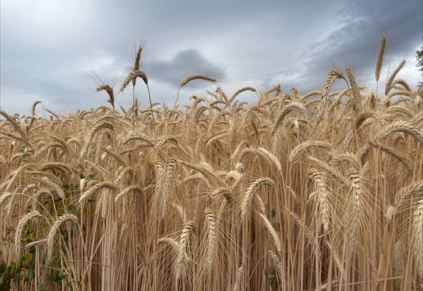 Crédit Agricole mobilise 1,5 MdE pour soutenir les exploitations agricoles face aux aléas climatiques