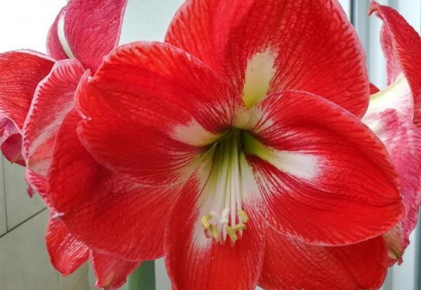 Graines Voltz : calendrier de communication financière 2026