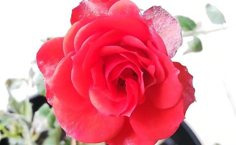 Graines Voltz renoue avec les bénéfices mais pas de dividende