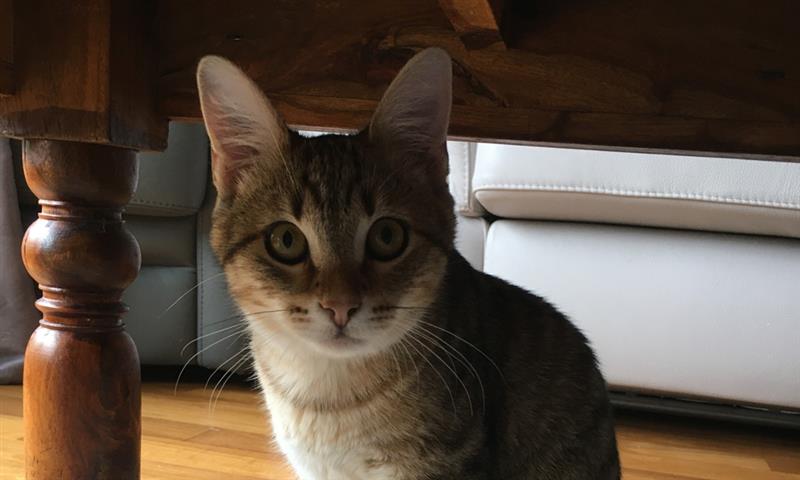 Pet Service Holding : grimpe après les annonces