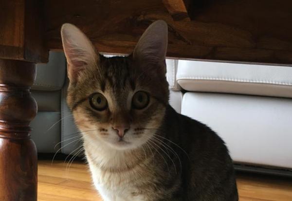 Pet Service Holding : grimpe après les annonces